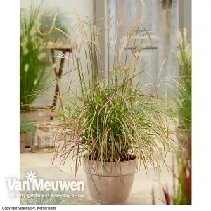 Miscanthus (Grass) Ruby Cute 12cm Potted Plant x 1