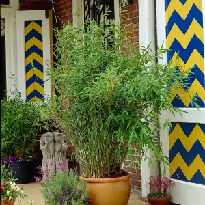 Pair of Fargesia 'Fountain' Bamboo Plants in 2L Pots 50cm Tall