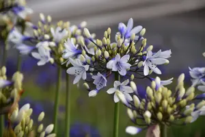 Agapanthus 'Twister' (African Lily) in 9cm Pot - Lovely Two Toned Flowers