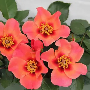 Rose 'For Your Eyes Only' Orange and Pink Flowers, in a 3L Pot, Rose of The Year 2015, Ready to Plant