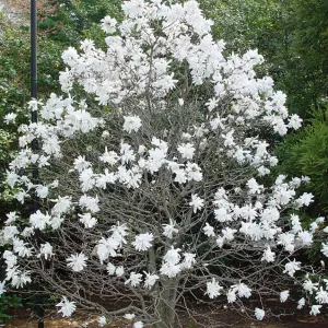 Magnolia Royal Star - Exquisite Blooming Tree for Captivating Outdoor Gardens - UK Plant (20-30cm Height Including Pot)