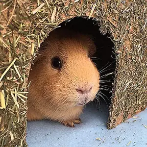 Rosewood Naturals Carrot Cottage Rabbit House Large