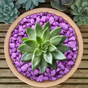 1kg Fluroescent Violet Coloured Plant Pot Garden Gravel - Premium Garden Stones for Decoration