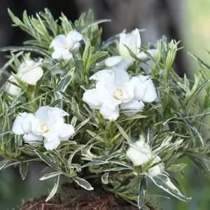 Gardenia Golden Crown Garden Plant - Fragrant White Flowers, Compact Size (15-30cm Height Including Pot)