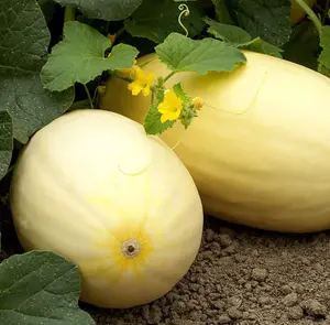 Melon Mangomel F1 1 Seed Packet