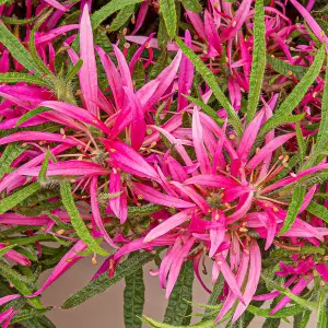 Azalea Starstyle in a 19cm Pot