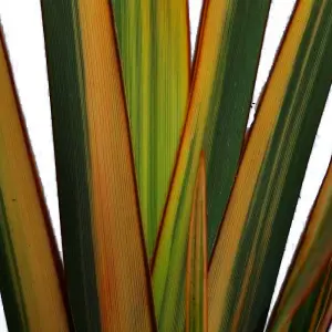 Phormium Golden Ray Garden Plant - Vibrant Golden Yellow Foliage, Compact Size, Hardy (25-35cm Height Including Pot)