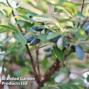 Honeyberry (Lonicera) Kamtschatica Caerulea 9cm Potted Plant x 1