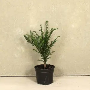 Hedges Direct English Yew 40cm Height Evergreen Hedge Plant