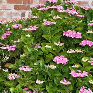 Hydrangea Teller Pink Garden Plant - Pink Mophead Flowers, Compact Size, Hardy (15-30cm Height Including Pot)