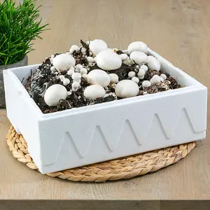 Grow Your Own Mushroom Kit - Grow Your Own Kits Indoor Ideal for Christmas Gifts & Gifts for Gardeners