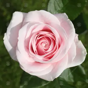 Pearl Wedding 30th Anniversary Pink Rose - Outdoor Plant, Ideal for Gardens, Compact Size