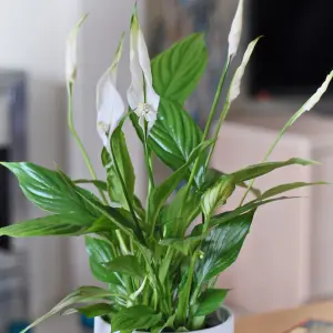 Peace Lily Houseplant 'Air So Pure' - Potted Plant (12cm Pot) x 1