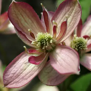 Clematis Montana Collection - Supplied as a Set of 3 Montana Clematis in 9cm Pots (Pack of 3)