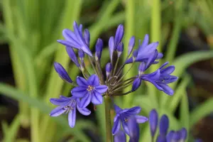 Agapanthus 'Brilliant Blue' (African Lily) in 9cm Pot - Vibrant Colouring