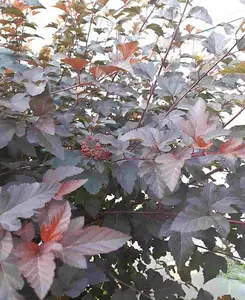 Physocarpus opulifolius Little Joker - A splash of vibrant colour on a compact, easy to grow shrub - supplied in a 9cm pot