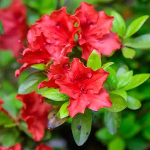 Azalea Arabesk - Evergreen Shrub, Red Blooms (20-30cm Height Including Pot)