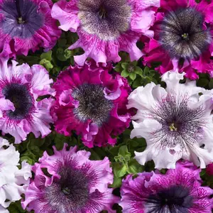 Petunia hyb. Grandiflora Superbissima Triumph Mix 1 Seed Packet