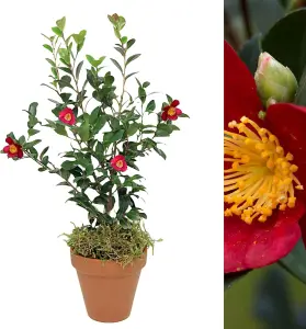 Camellia Yuletide Plant in 15cm Terracotta Pot with Moss - Evergreen Red Winter Flowering Outdoor Shrub - Christmas Gardening Gift