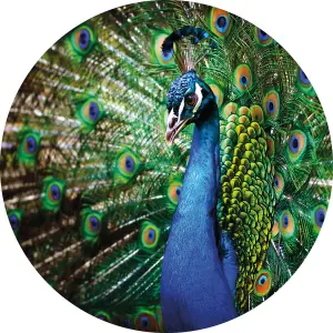 Beautiful Peacock Mural - 144x144cm - 5490-R