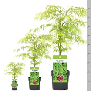 Acer Dissectum - Graceful Weeping Foliage, Outdoor Plant, Ideal for Gardens, Compact Size (50-70cm Height Including Pot)