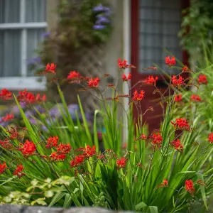 Crocosmia Lucifer in 9cm Pot - Herbaceous Perennial - Ready to Plant