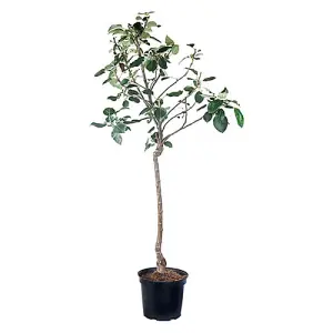 Bramley Apple Patio Fruit Tree in a 5L Pot Grow Your Own Fruit Tree in Gardens Grow Your Own Apples