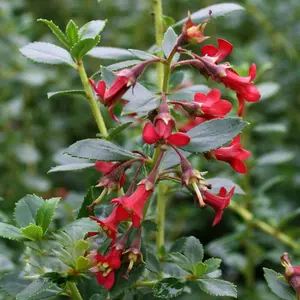 Escallonia Red Elf - Red Flowers, Long Flowering Period, Evergreen, Hardy Shrub (20-30cm Height Including Pot)