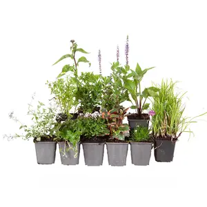 You Garden - Pack of 9 Mixed Winter Hardy Perennial Plants in 9cm Pots - Garden Ready Autumn Bedding Plants in 9cm Pots Garden Pla