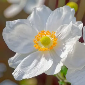 Anemone Ruffled Swan - Graceful Ruffled White Blooms, Moderate Height (30-40cm Height Including Pot)