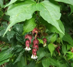 Leycesteria Himalayan Honeysuckle Shrub Extra Large Plant Supplied in a 3 Litre Pot