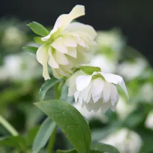 Harvington Double White Lenten Rose Hellebore Perennials Flowering Plants 2L Pot