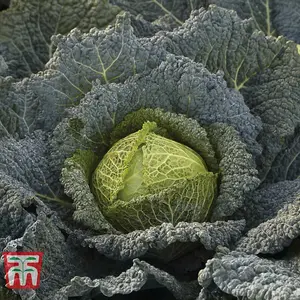 Cabbage Savoy Cordesa F1 Hybrid 1 Seed Packet (10 Seeds)