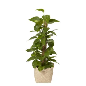 GoodHome Natural Herringbone Seagrass Plant pot (Dia) 26.5cm, (H)20.5cm