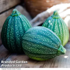 Courgette Cucurbita pepo Boldenice F1 1 Packet (6 Seeds)