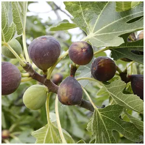 Large Fig Tree 'Brown Turkey' 20-30cm Tall in 2L Pot Ready to Fruit, Sweet Taste 3FATPIGS