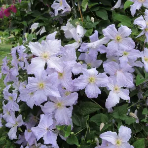 Clematis Blue Angel - Heavenly Blue Flowers, Climbing Vine, Morning Sun (20-30cm Height Including Pot)