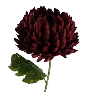 Pack of 6 x 75cm Extra Large Reflex Chrysanthemum - Red