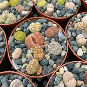 1 x Lithops Living Stone Mixed Succulent Plants in 9cm Pot - Indoor Pebble Plants