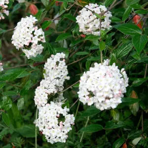 Viburnum Park Farm Hybrid - Compact Shrub, Attractive Foliage (20-30cm Height Including Pot)