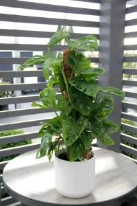 Monstera Monkey Leaf on Moss Pole - 70-80cm inc Pot - Instant Impact Plant