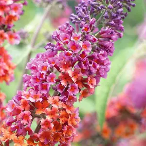 Buddleia Flower Power - Butterfly Bush, Colourful Flowers, Easy Care (30-40cm Height Including Pot)