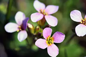 Aubretia Large Mixed Flower Seeds (Approx. 160 seeds) by Jamieson Brothers