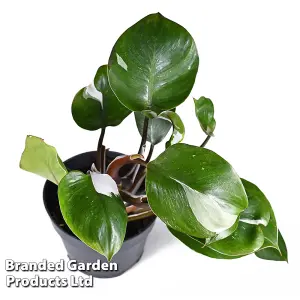 Houseplant Philodendron erubescens White Knight 11cm Pot x 1