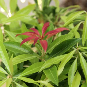 Pieris Forest Flame Plant in 2L Pot with Hessian Gift Wrap - Compact Evergreen Shrub - Easy to Grow Christmas Gardening Gift