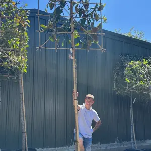 Magnolia Pleached Tree with Staking Kit - 200cm Stem and 12cm Girth