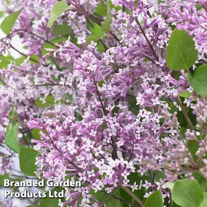 Lilac (Syringa) meyeri Flowerfesta Purple 9cm Potted Plant  x 1