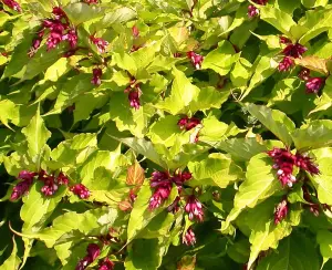 Leycesteria Golden Lanterns Himalayan Honeysuckle Shrub Extra Large Plant Supplied in a 3 Litre Pot