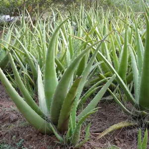 2 x Aloe Vera Plants 25-30cm In Height - Perfect Plants For Beginners