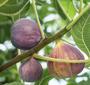 Ficus Carica Brown Turkey - Fig Tree in a 2Litre Pot Ready to Plant